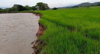 Lluvias han afectado los cultivos de arroz en la región 