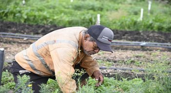Aromáticas y plantas medicinales que se cultivan en Juan Frío