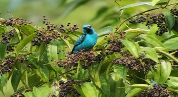 En la región se han avistado entre 600 y 700 especies de aves.  / Foto: Cortesía 