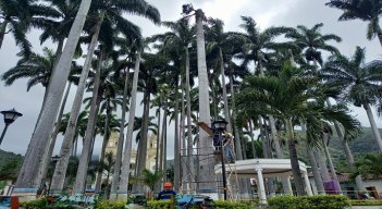 Las palmas están enfermas. / Foto: Cortesía / La Opinión 