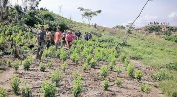 En Norte de Santander los cultivos  de coca siguen aumentando