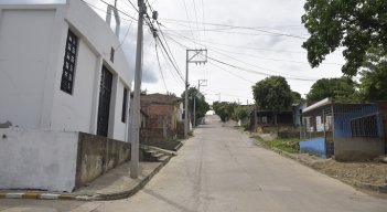 Palmeras parte baja 