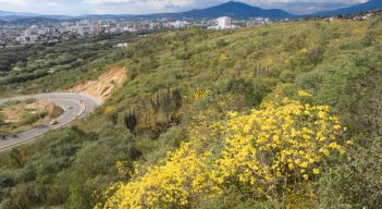 Bosque Seco Trpicañ - Cañahuates