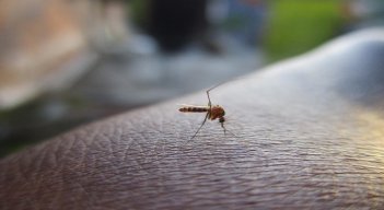 Dengue. / Foto: Cortesía