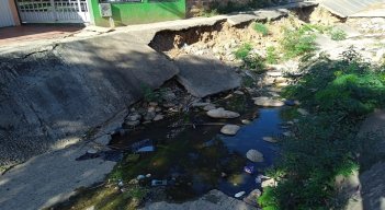 Palmeras no resiste tanta contaminación por La cañada