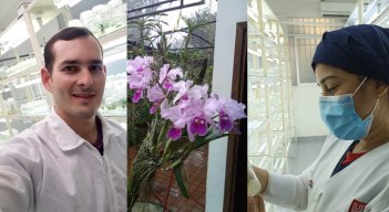 investigan el desarrollo de la orquídea