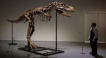 Sale a subasta en Nueva York el esqueleto de un dinosaurio./Foto: AFP