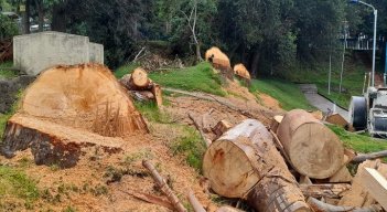 ¿Hubo tala indiscriminada de árboles en Pamplona?/Foto: cortesía