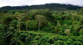 Si bien Colombia es un país con una amplia extensión de bosques, no tiene una economía forestal y de madera: / Foto: Colprensa