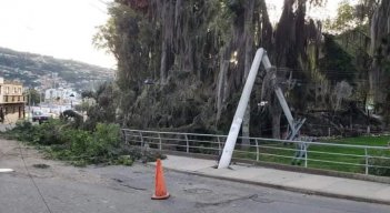 Apagón en Avenida Santander de Pamplona por caída de árbol./Foto: cortesía