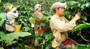 historias en tiempos de cosecha de café