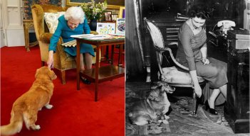 Corgis de la reina Isabel ll