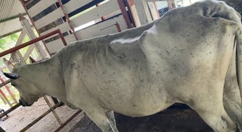 Mal estado de los animales