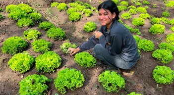 Sena sector Agro.