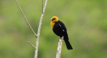 Descubren nueva especie de ave en Norte de Santander