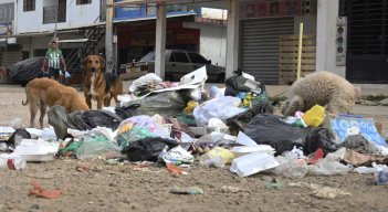Animales requieren atención