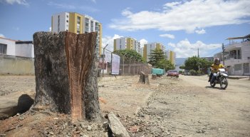 Talan seis árboles en Guaimaral