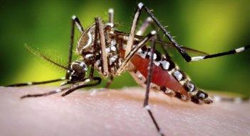 Mosquito transmisor