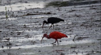 En la exposición fotográfica se pudieron apreciar fotos de colibríes, garzas y águilas./ Foto: Cortesía / La Opinión