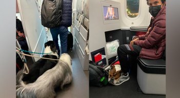 Avianca Perros