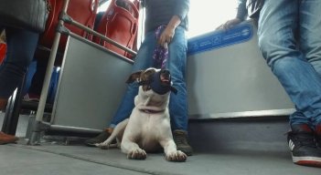 Deben ser transportados en condiciones de salubridad, seguridad, comodidad y tranquilidad. / Foto: Cortesía 