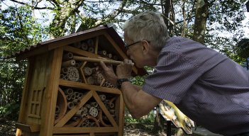 abejas