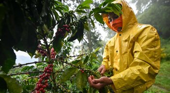 Por las lluvias, la producción de café en los últimos 12 meses rozó los 11,5 millones de sacos, segùn la FNC. / Foto Archivo