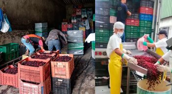 Lo cultivadores de mora de Ragonvalia le vendieron sus cultivos a Nutrium, de la organización empresarial Ardila Lülle. / Foto Cortesía