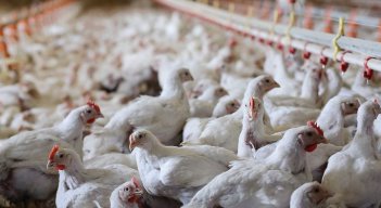 Está prohibido movilizar o comercializar aves sin autorización del ICA.  / Foto : Cortesía / La Opinión 