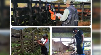 El ciclo es en atención a la recomendación de la Organización Mundial de Sanidad Animal. / Foto: Cortesía