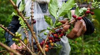 Temporada de lluvia mermó la producción cafetera en 2022. / Foto Archivo