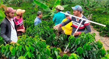 En la región, en 36 de los 40 municipios se cultivan unas 23.000 hectáreas de café. / Foto: Cortesía