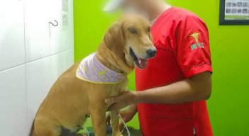 ¡Atroz! Con alambre amarraban genitales de una mascota en Toledo./Foto: Cortesía