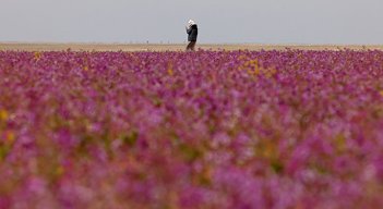 Desierto en Arabia Saudita 