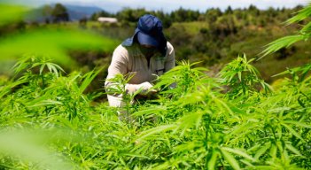  El año pasado, más del 90% de las exportaciones colombianas de cannabis tuvo como origen Bogotá, Cundinamarca y Antioquia. 