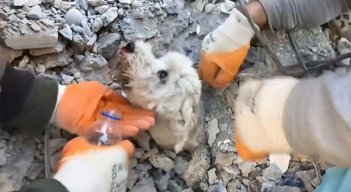 ¡Conmovedor! Así rescataron a un perro en medio de los escombros en Turquía
