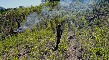 Cultivos de droga en México 
