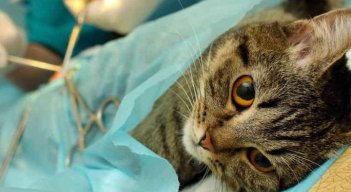 El año pasado se alcanzaron a atender cerca de 280 animales. / Foto: Cortesía / La Opinión 