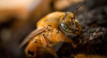 El mal uso del fipronil en cultivos afecta a los polinizadores./ Foto Archivo