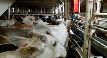 El reconocimiento se da luego de la solicitud enviada por el Instituto Colombiano Agropecuario. / Foto: Colprensa