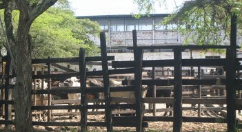 Las plantas de sacrificio se han cerrado en ocho municipios. Foto Archivo