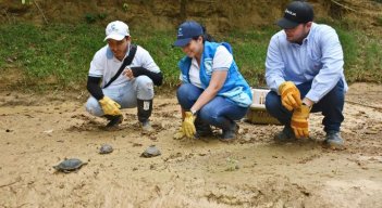 Las tortugas ‘cajitas’ fueron liberadas en un  charco de agua en medio del bosque. Se caracterizan por su tamaño pequeño, con el caparazón alto y estrecho.  / Fotos: Cortesía / La Opinión 