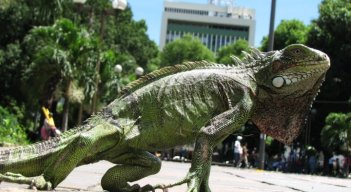 Iguanas como esta habitan en los árboles del parque Santander./Foto Obando/La Opinión