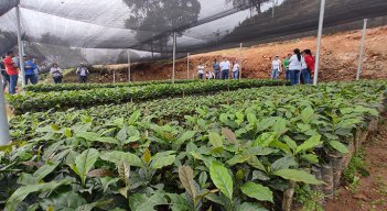 Los viveros de café, cacao y forestales representan la oportunidad de un agronegocio para familias de Sardinata. Foto Leonardo Oliveros/La Opinión
