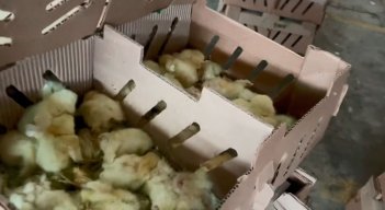 El ICA informó a La Opinión que ‘los pollos de un día’ no cumplían con los requisitos de ley y no podían permitir su salida al vecino país, porque se ponía en riesgo el estatus sanitario y las futuras exportaciones. 