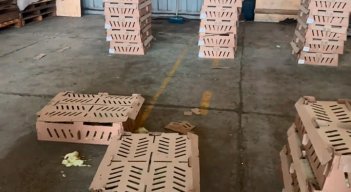 La aves estuvieron en un galpón de la Zona Franca de Cúcuta, en espera de que el ICA autorizara la exportación. Foto Cortesía