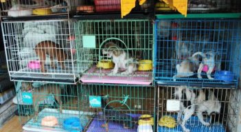 Los animales que se comercialicen deben estar ubicados en criaderos especiales./ Fotos: Cortesía 