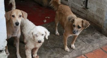 Centro de Bienestar Animal para Cúcuta, en la cuerda floja