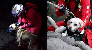 ¡Perros que salvan vidas! Así es el entrenamiento de caninos en México