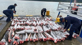 Pesca ilegal. / Foto: AFP